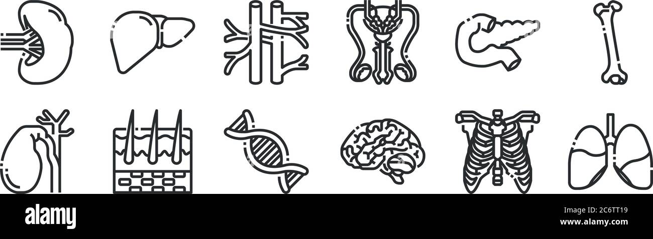 ensemble de 12 icônes de contour mince telles que les poumons, le cerveau, la peau, le pancréas, les veines, le foie pour le web, mobile Illustration de Vecteur