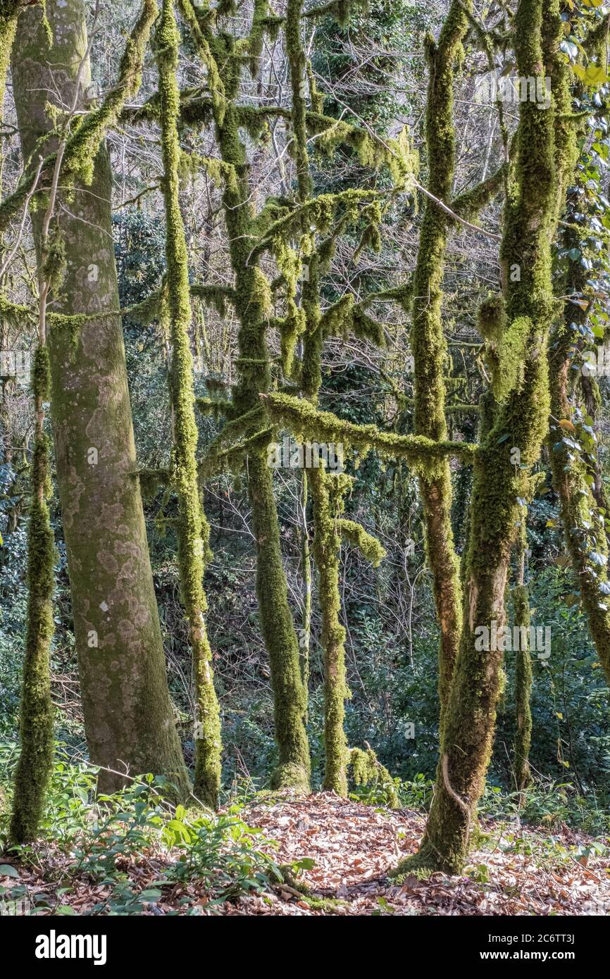 Arbres relicts, recouverts de mousse et de lichen, dans la plantation de youches et de buis de la Réserve de biosphère du Caucase en hiver, Russie Banque D'Images