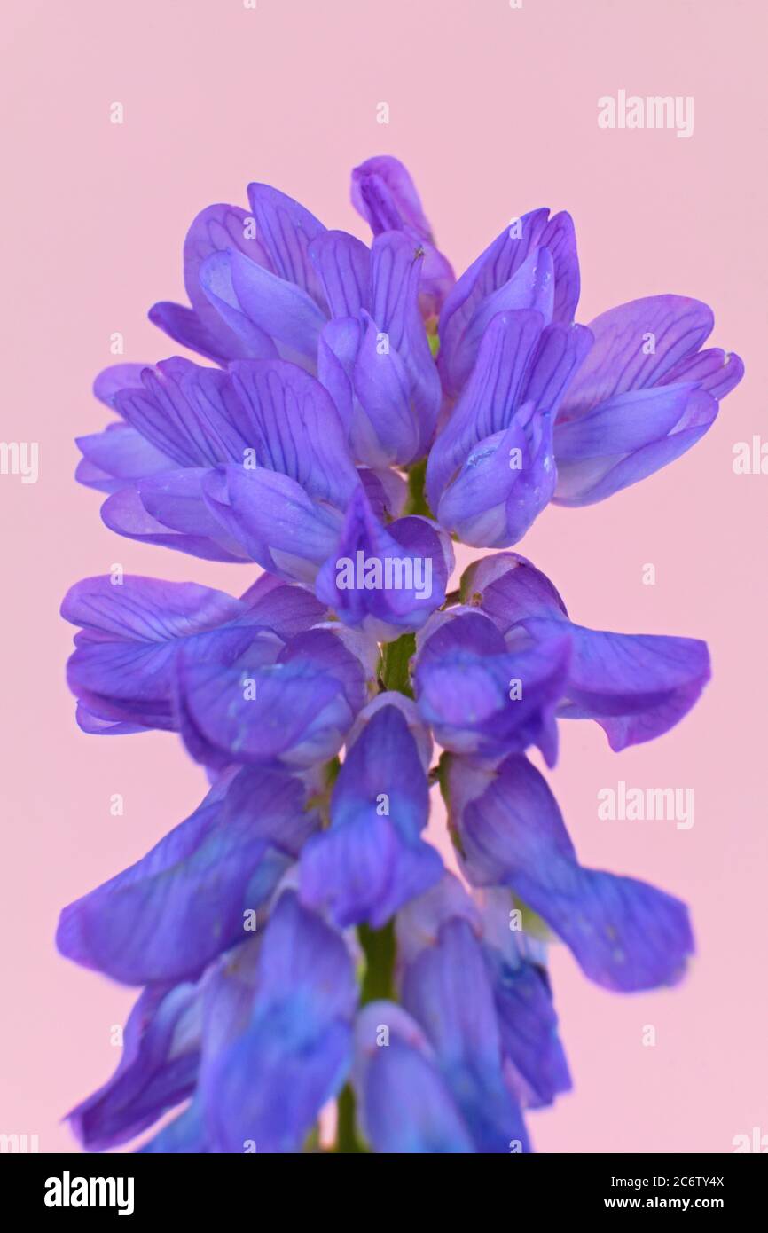Gros plan des fleurs violettes étranges de la vetch européenne touffetée, de la vetch de vache ou de la vetch d'oiseau, nom scientifique Vicia craca Banque D'Images