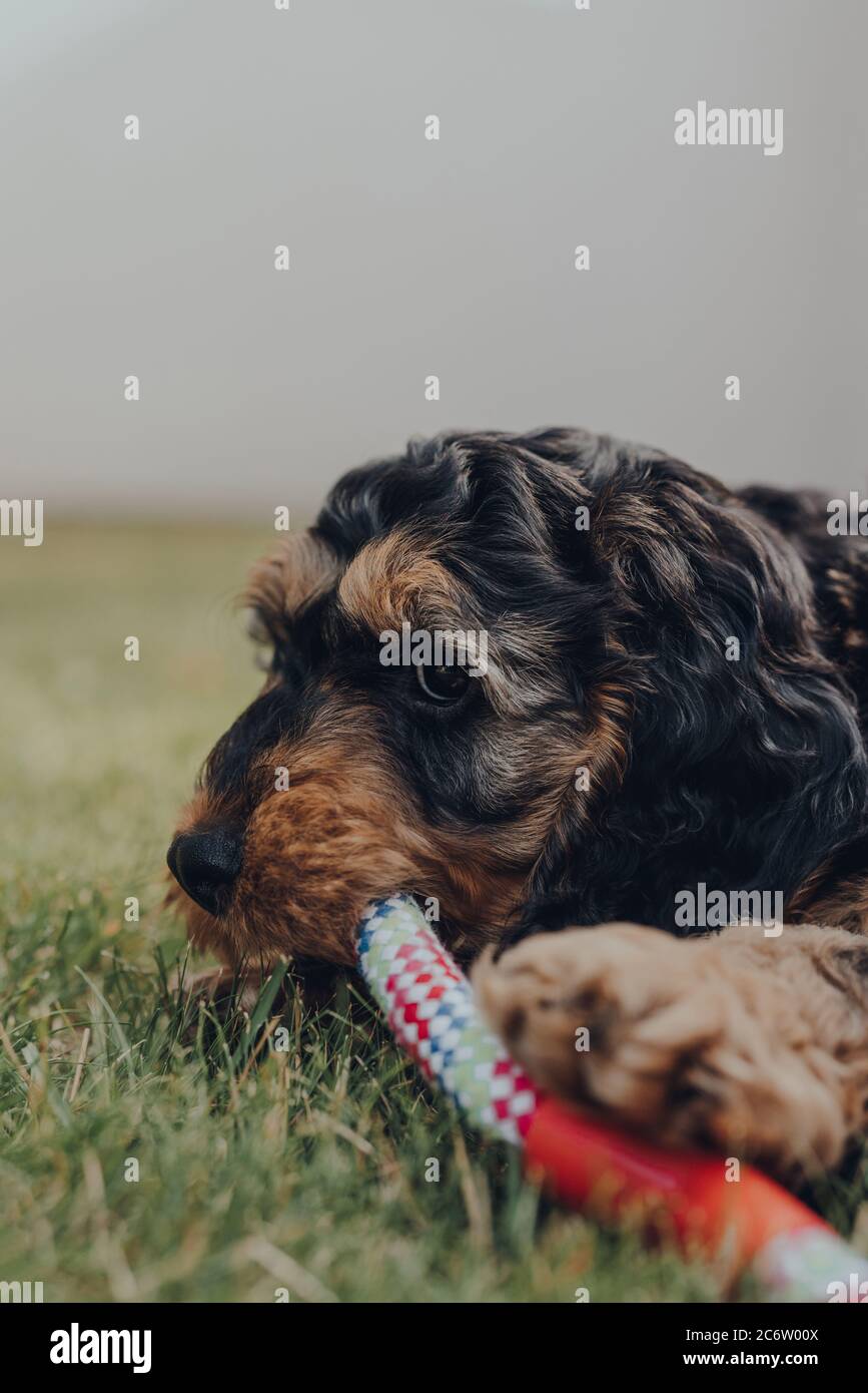 Gros plan d'un mignon petit chiot Cockapoo de deux mois jouant avec un jouet en caoutchouc et corde dans un jardin, foyer sélectif. Banque D'Images