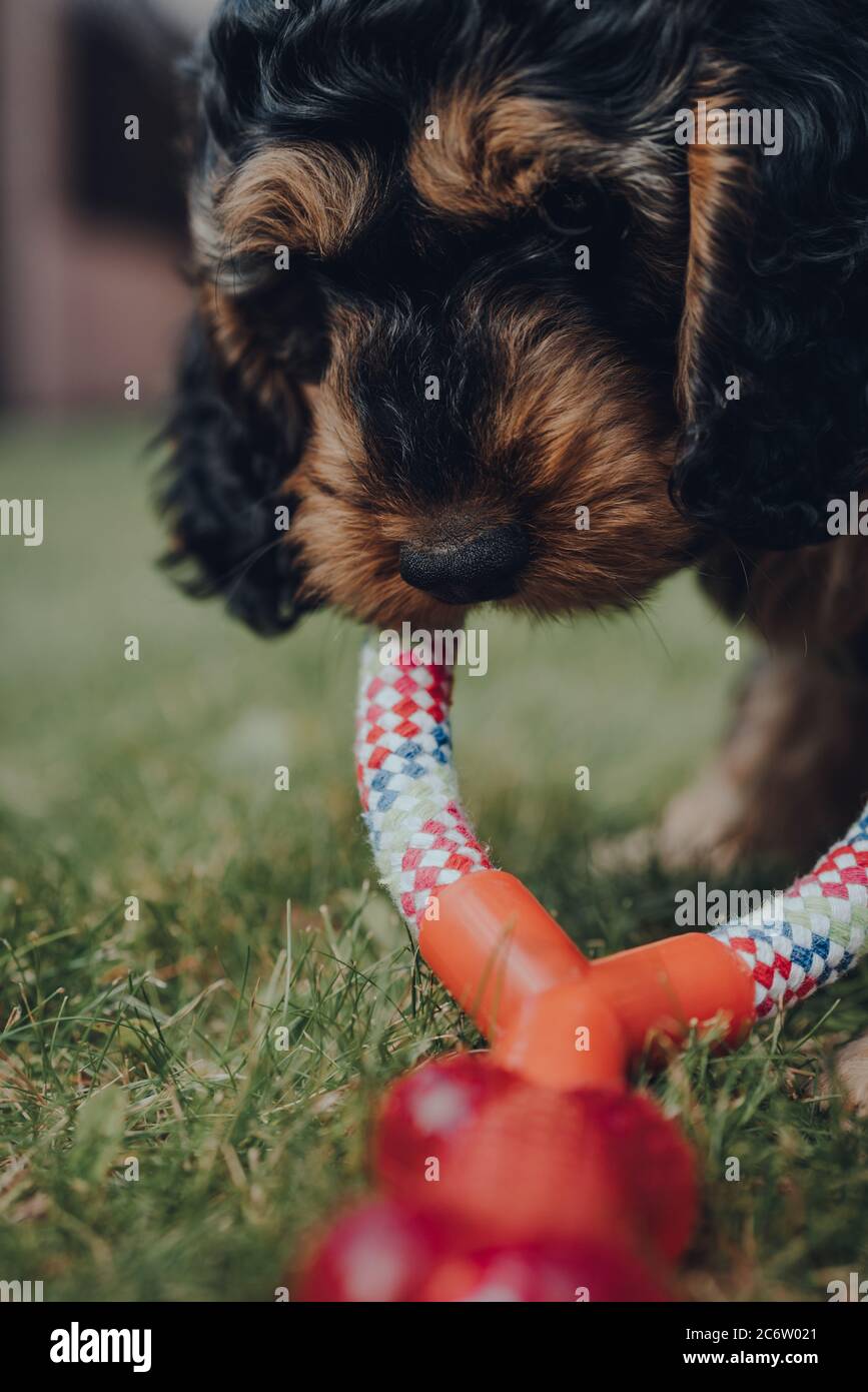 Gros plan d'un mignon petit chiot Cockapoo de deux mois jouant avec un jouet en caoutchouc et corde dans un jardin, foyer sélectif. Banque D'Images