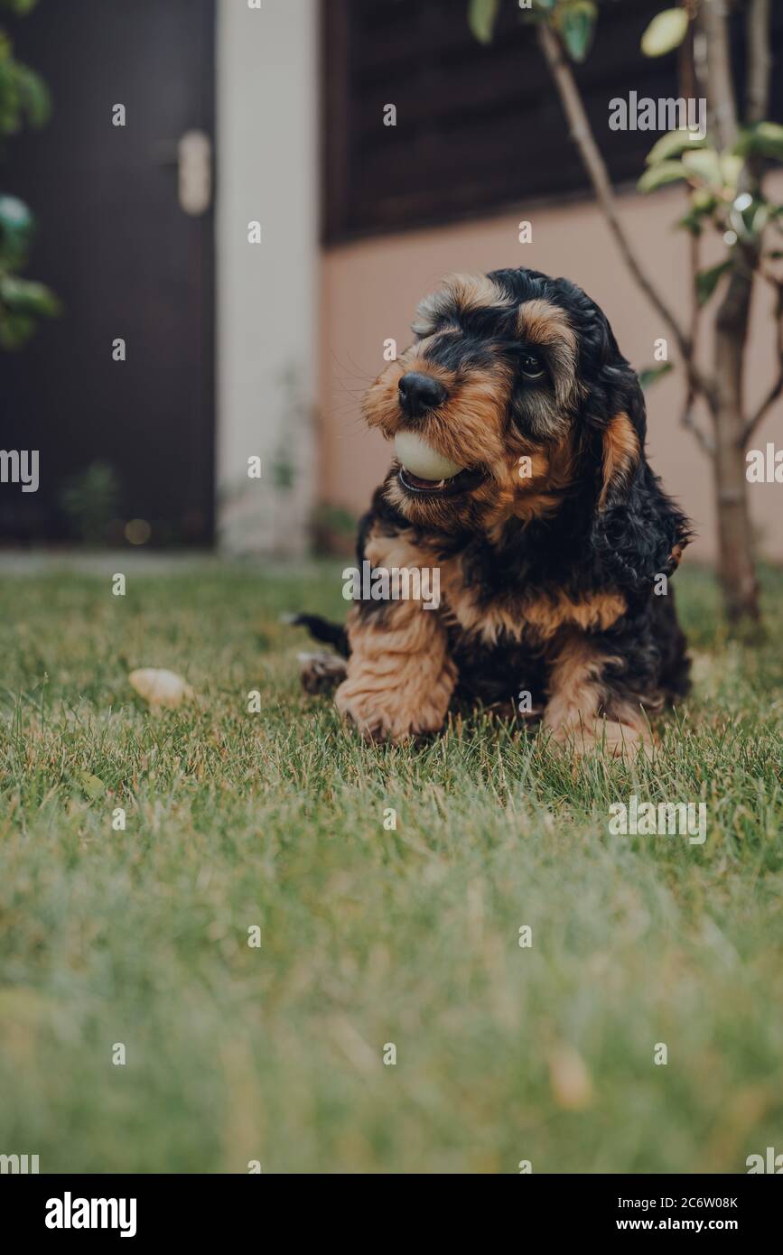 Mignon petit chiot Cockapoo de deux mois dans un jardin, jouant avec une balle de ping-pong il a volé pendant que les propriétaires ne cherchaient pas, foyer sélectif. Banque D'Images