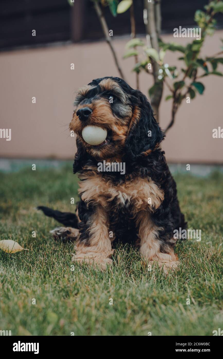 Mignon petit chiot Cockapoo de deux mois dans un jardin, tenant une balle de ping-pong qu'il a volé pendant que les propriétaires ne regardaient pas dans sa bouche, foyer sélectif. Banque D'Images