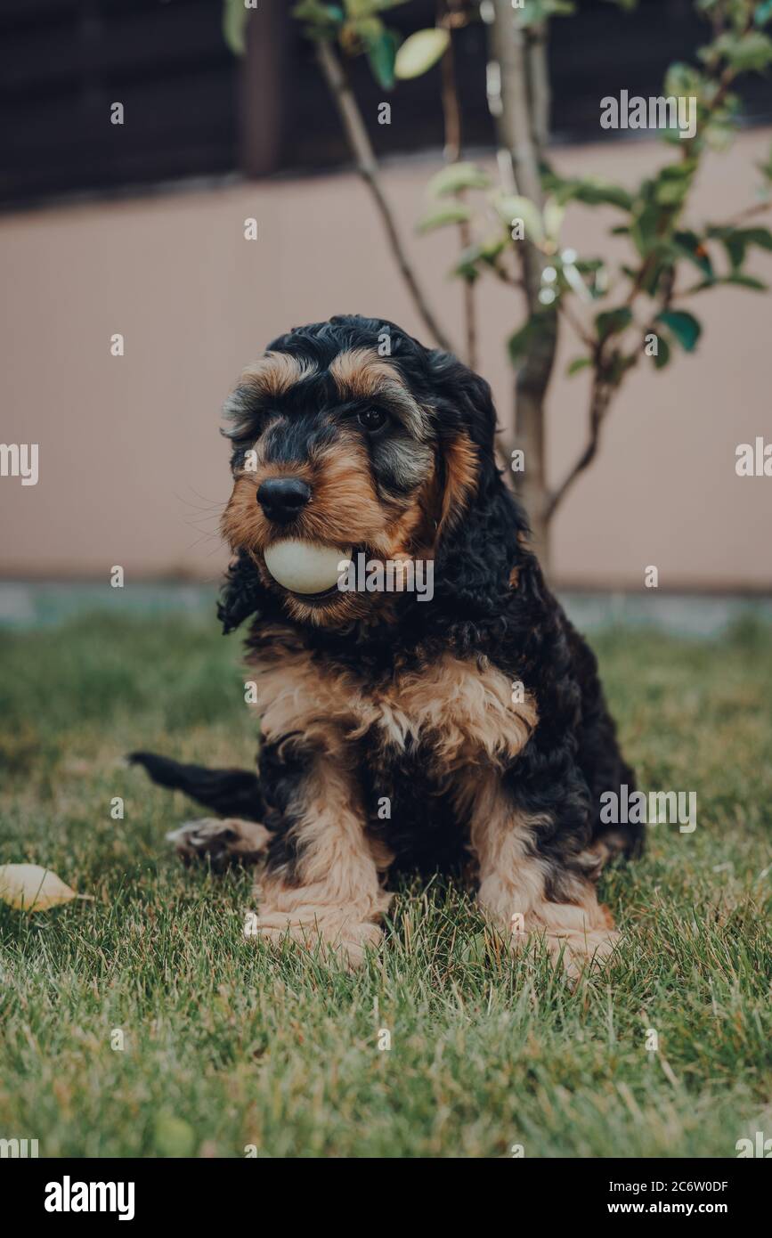 Cockapoo, un chiot de deux mois, gloueux, assis dans un jardin avec une balle dans la bouche, regardant la caméra, mise au point sélective. Banque D'Images