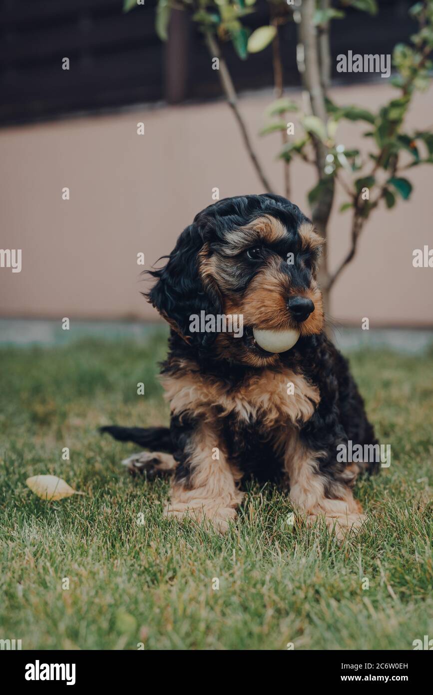Mignon petit chiot Cockapoo de deux mois dans un jardin, tenant une balle de ping-pong qu'il a volé pendant que les propriétaires ne regardaient pas dans sa bouche, foyer sélectif. Banque D'Images