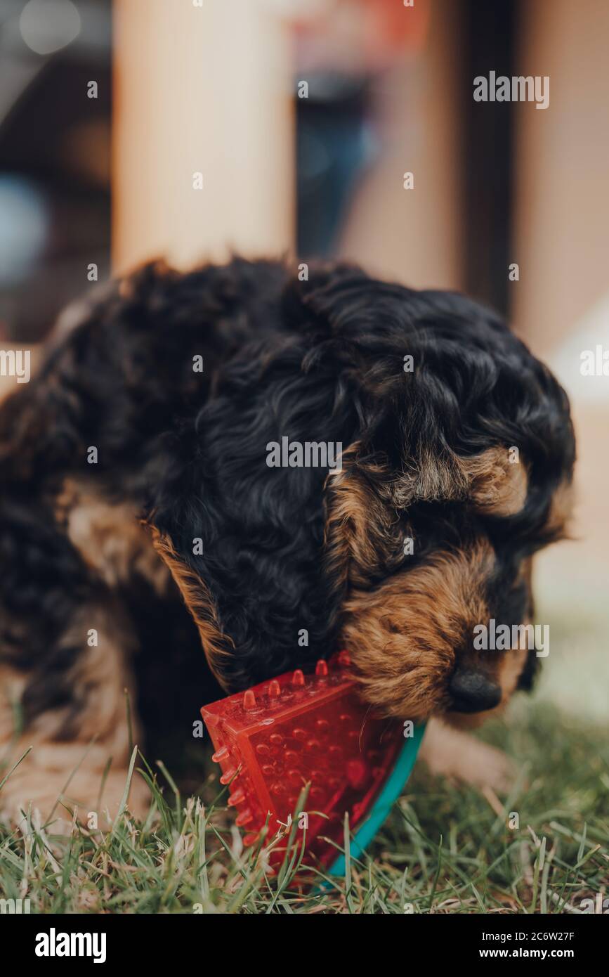 Gros plan d'un mignon petit chiot Cockapoo de deux mois jouant avec un jouet en forme de coupe de pastèque dans un jardin, foyer sélectif. Banque D'Images
