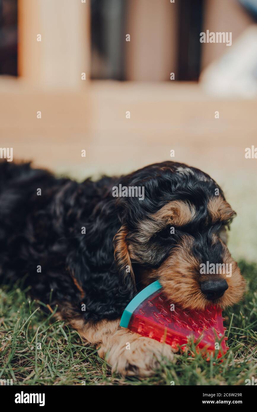 Gros plan d'un mignon petit chiot Cockapoo de deux mois jouant avec un jouet en forme de coupe de pastèque dans un jardin, foyer sélectif. Banque D'Images