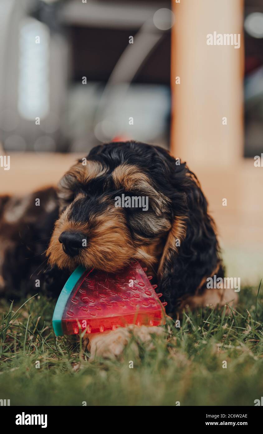 Mignon petit chiot Cockapoo de deux mois jouant avec un jouet en forme de tranche de pastèque dans un jardin, foyer sélectif. Banque D'Images