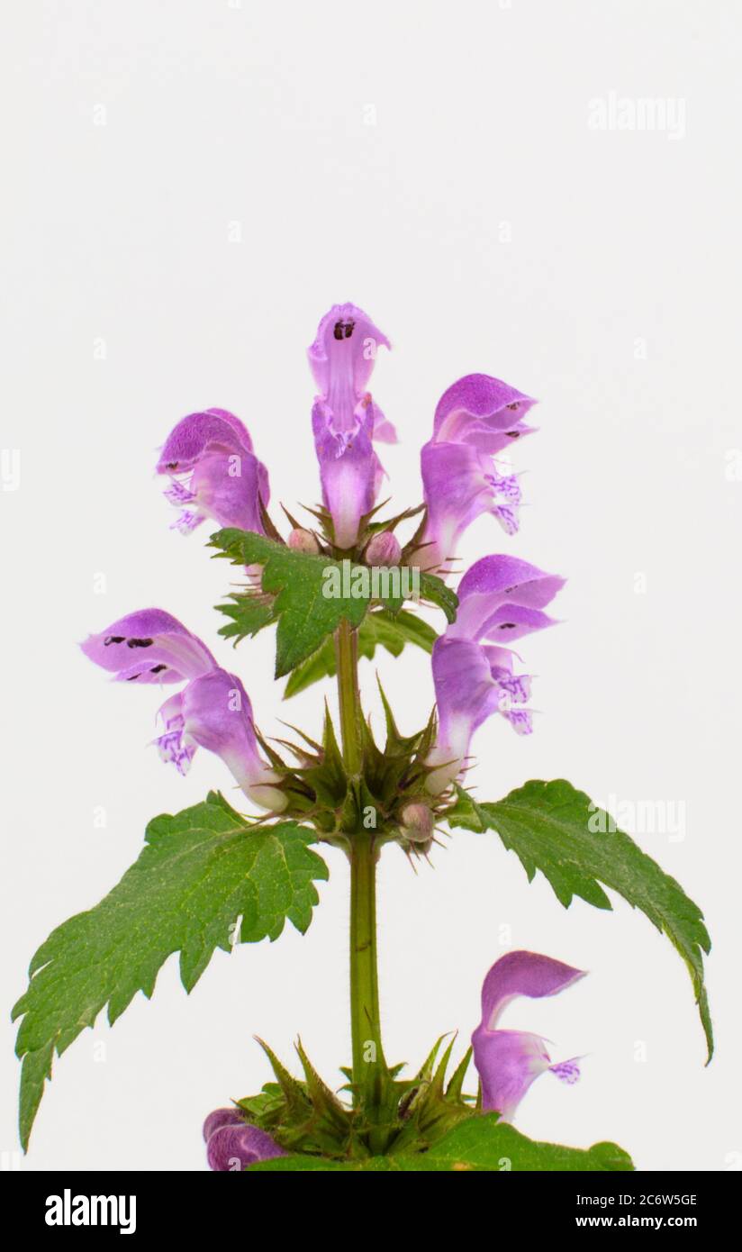 Gros plan d'une fleur violette sauvage, une espèce d'ortie ou d'enbout tacheté, nom scientifique Lamium maculatum Banque D'Images