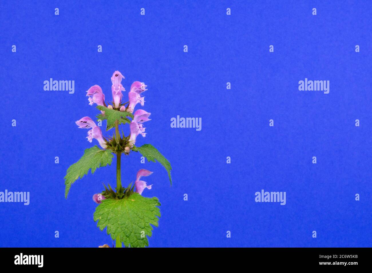 Gros plan d'une fleur violette sauvage, une espèce d'ortie ou d'enbout tacheté, nom scientifique Lamium maculatum Banque D'Images