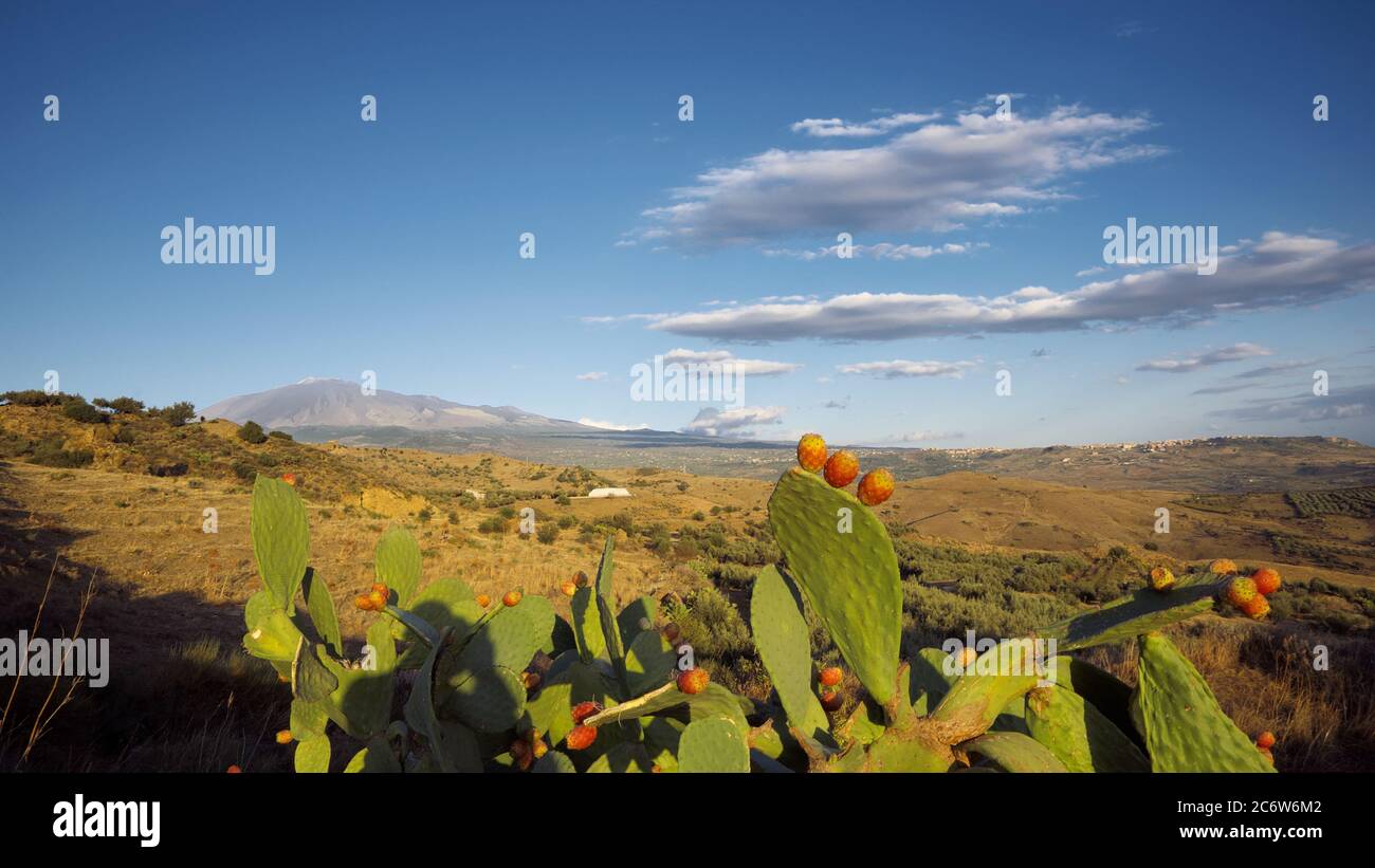 Fruits mûrs de poires piquantes et Etna Mount dans un paysage de campagne de Sicile vue panoramique Banque D'Images