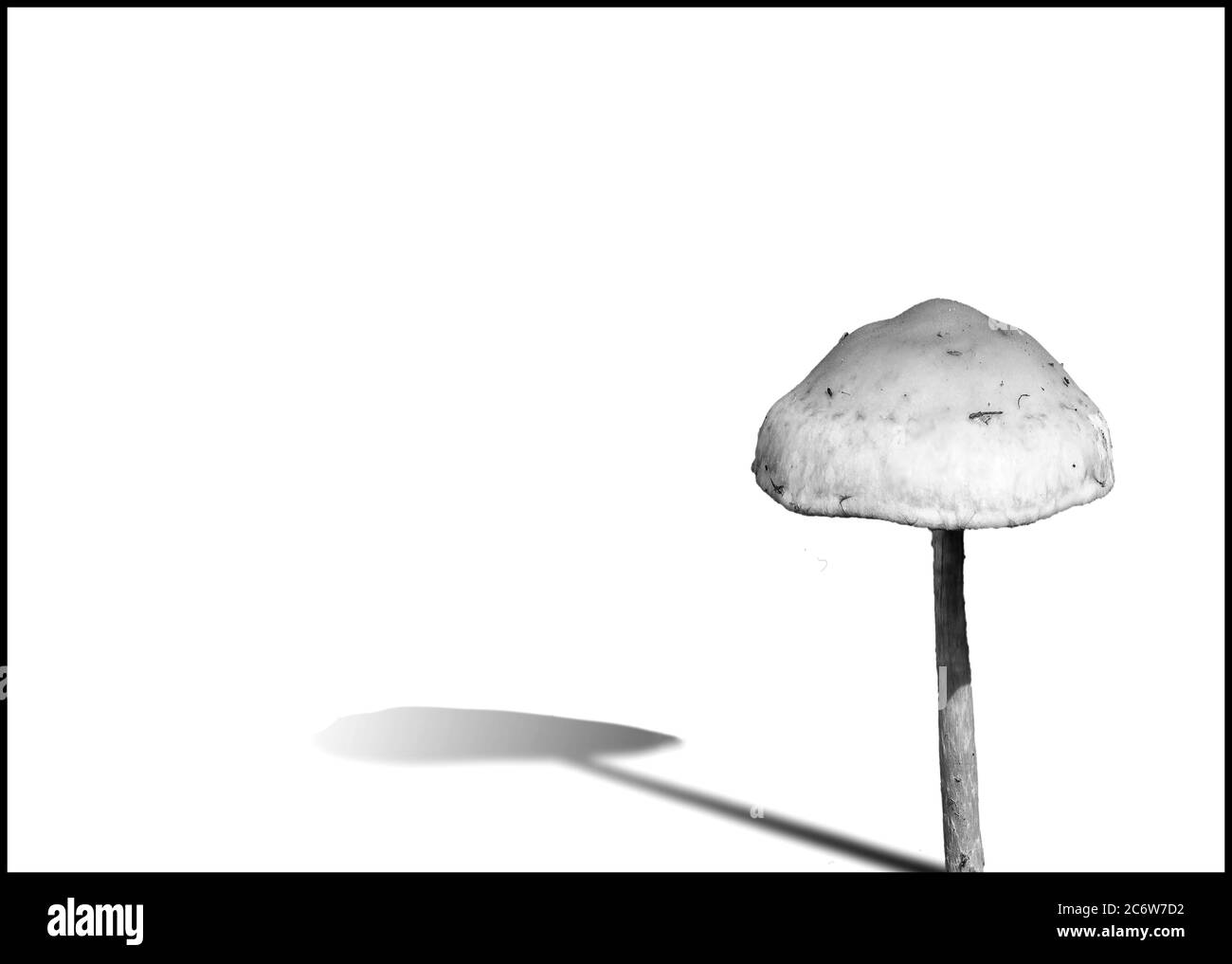 Champignons des bois champignons avec une ombre portée coupée et isolée sur un fond blanc image monochrome noir et blanc Banque D'Images