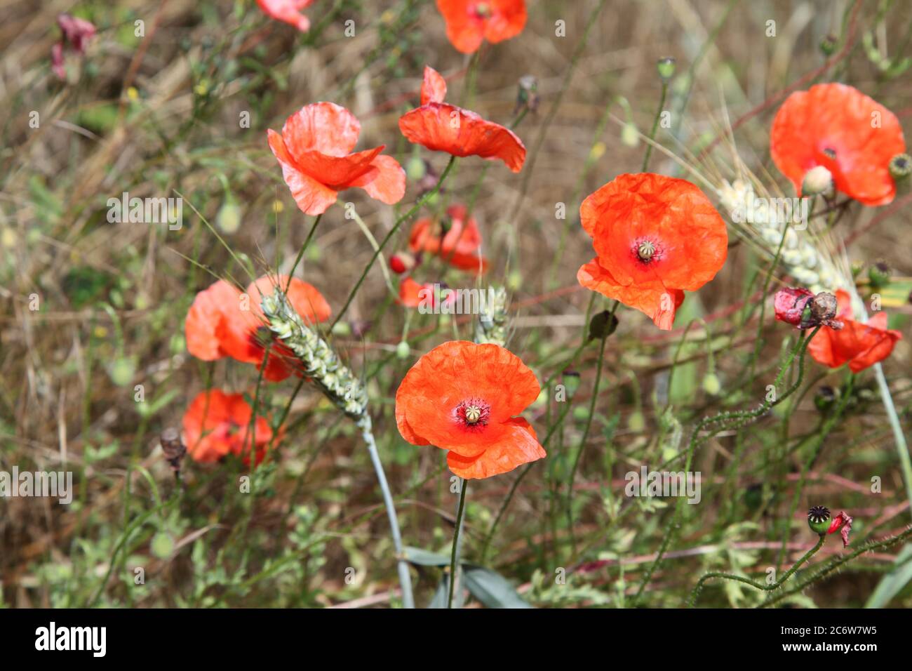 Le pavot à maïs (papaver rhoeas) croît naturellement à côté du champ. ALIAS coquelicots de maïs, coquelicots de Flandre rouge. Banque D'Images