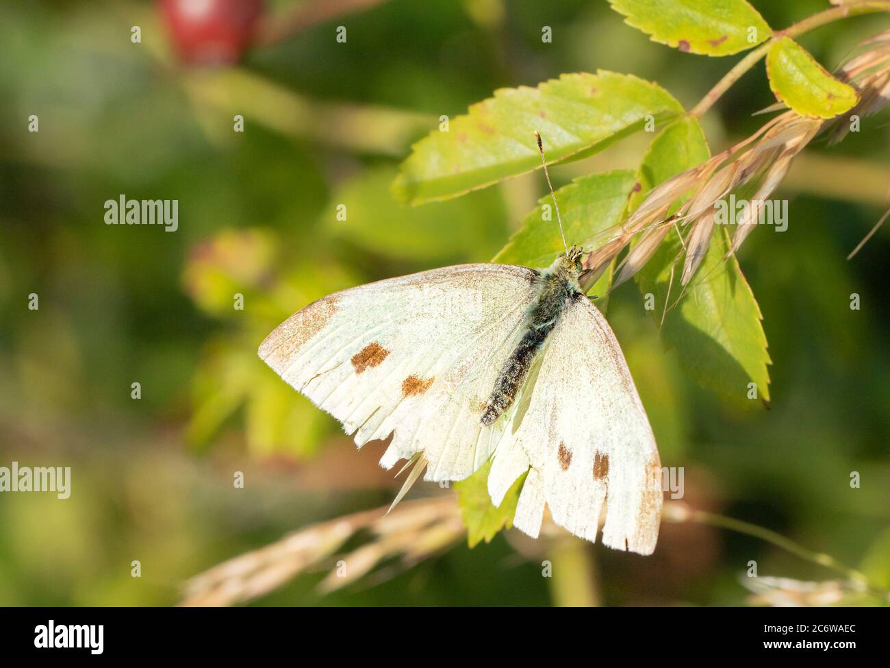 Grand papillon blanc, perché sur une feuille dans la campagne britannique de thé, été 2020 Banque D'Images