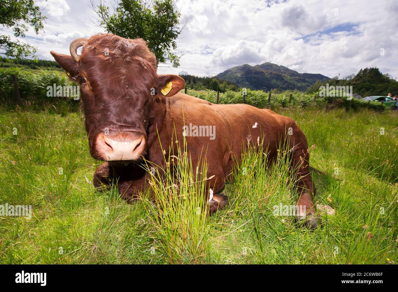 Loch Achray, Loch Lomond et Parc national de Trossachs, Écosse, Royaume-Uni. 12 juillet 2020. Photo : un énorme taureau se trouve dans la longue herbe verte et bénéficie du soleil d'été de l'après-midi pendant le verrouillage. Normalement, la route Heart 200, très populaire en plein été, est relativement calme en raison du confinement, mais cela ne sera pas long avant que ces animaux soient accueillis par les milliers de touristes qui passent par leurs champs. Crédit : Colin Fisher/Alay Live News Banque D'Images