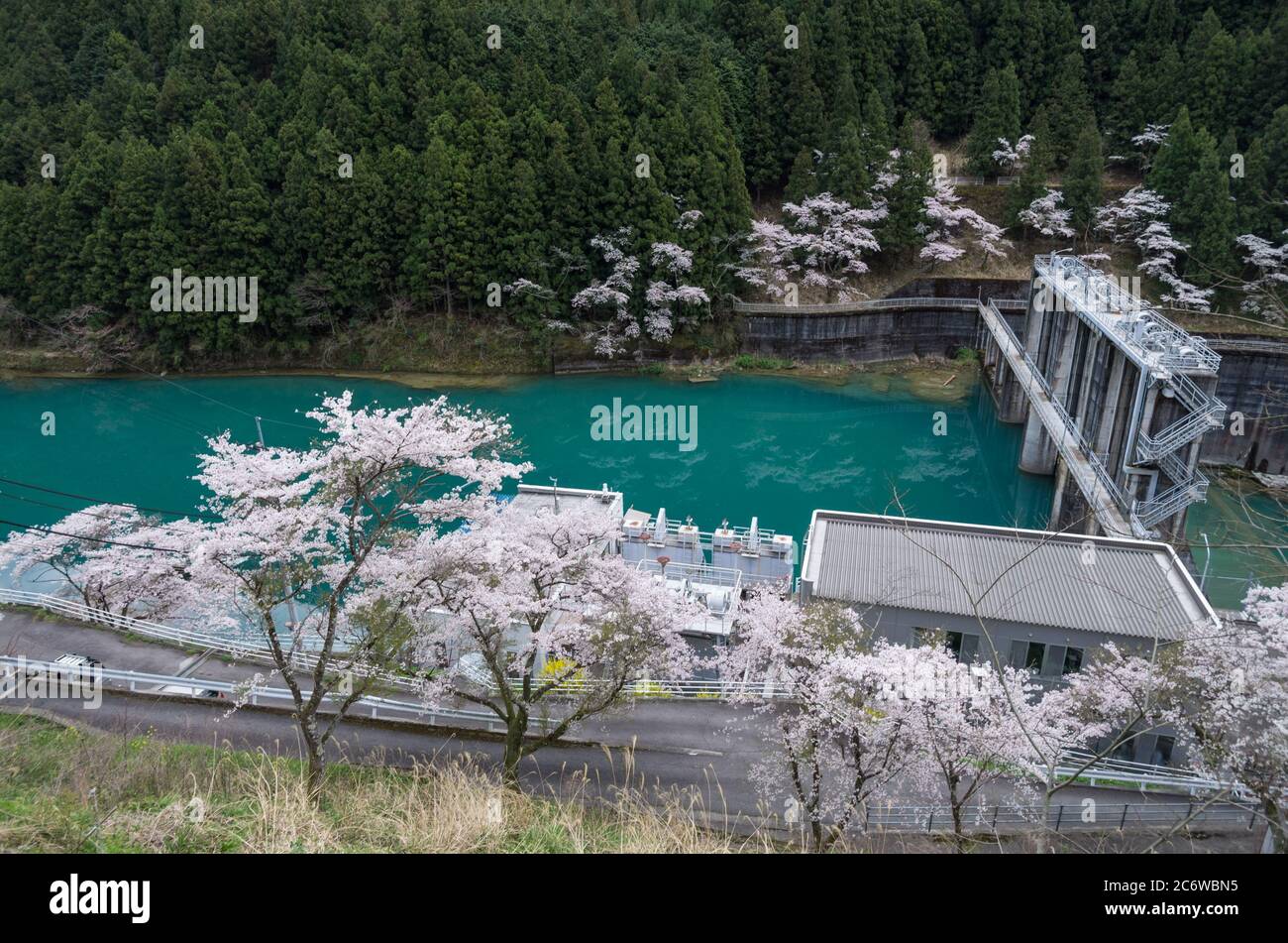 Le barrage de Minawa sur la rivière Iya est un barrage par gravité construit en 1959, ici vu au printemps entouré de cerisiers en fleurs, Tokushima, Shikoku, Japon Banque D'Images
