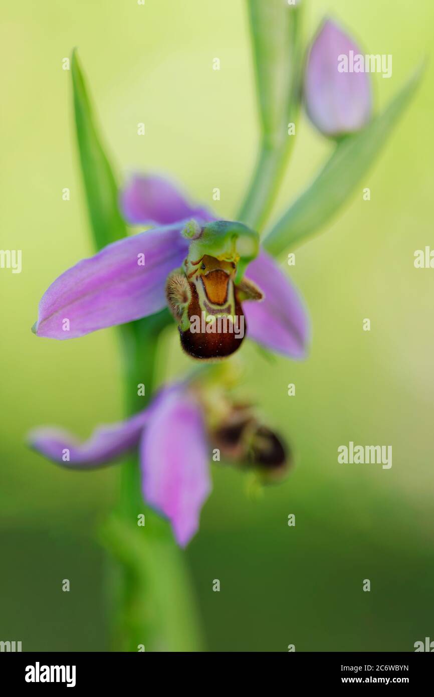 Orchidée sauvage dans un jardin d'Alava Banque D'Images