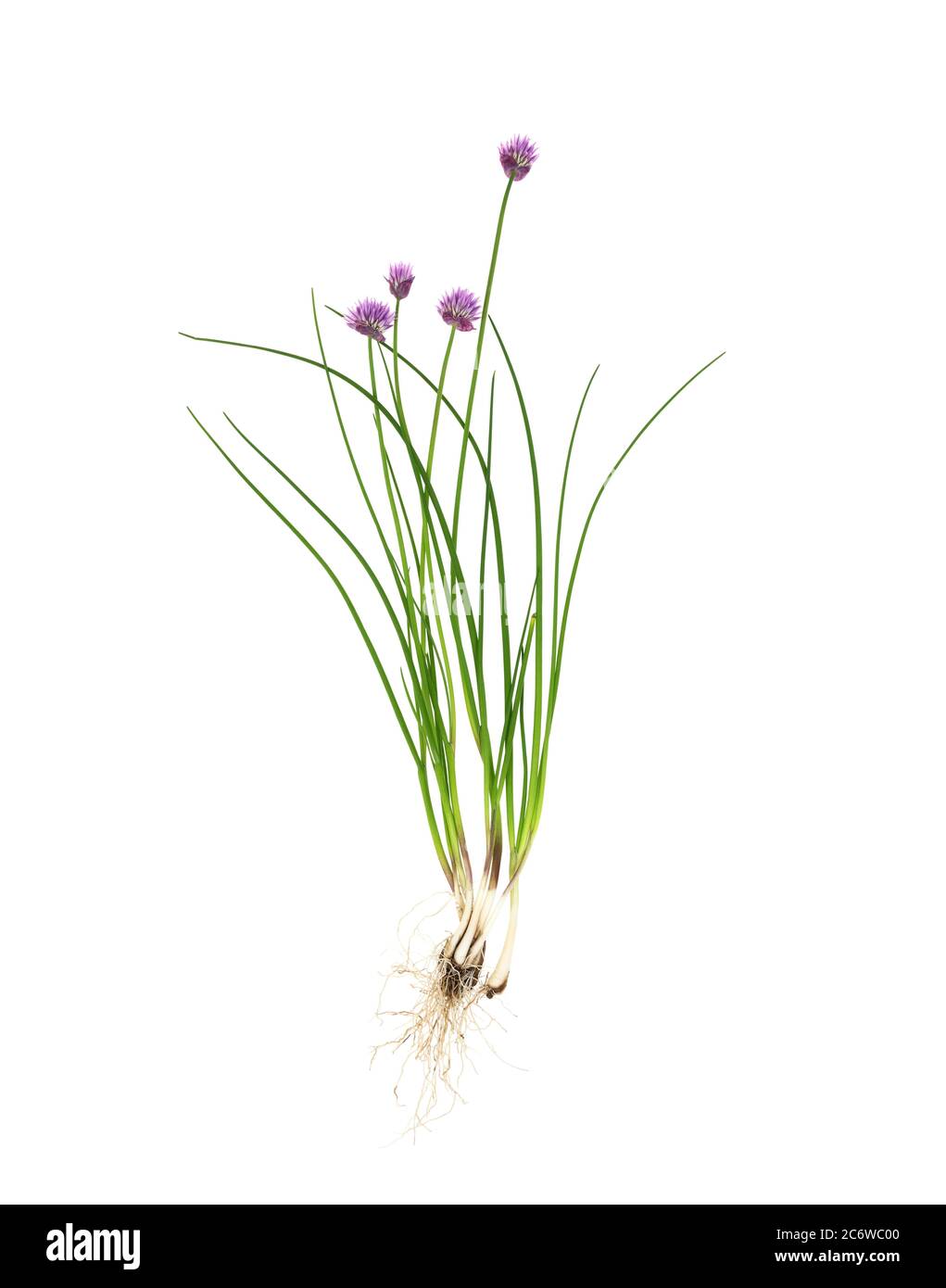 Ciboulette (Allium schoenoprasum) montrant la structure de la plante entière - racines, feuilles, fleurs - sur fond blanc. Banque D'Images