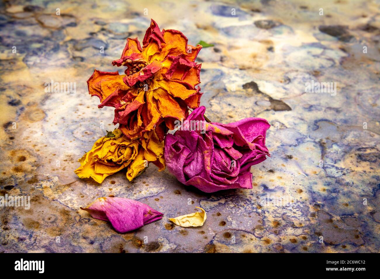 Roses séchées aux couleurs vives contrastant avec une surface texturée Banque D'Images