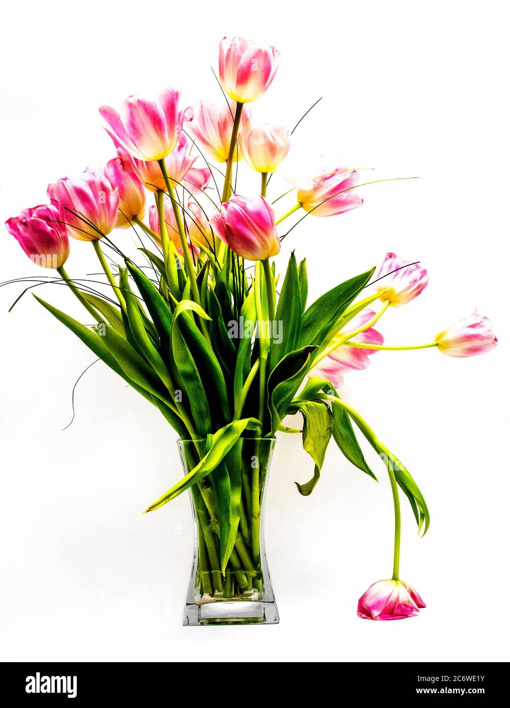 Bouquet de tulipes sur fond blanc Banque D'Images