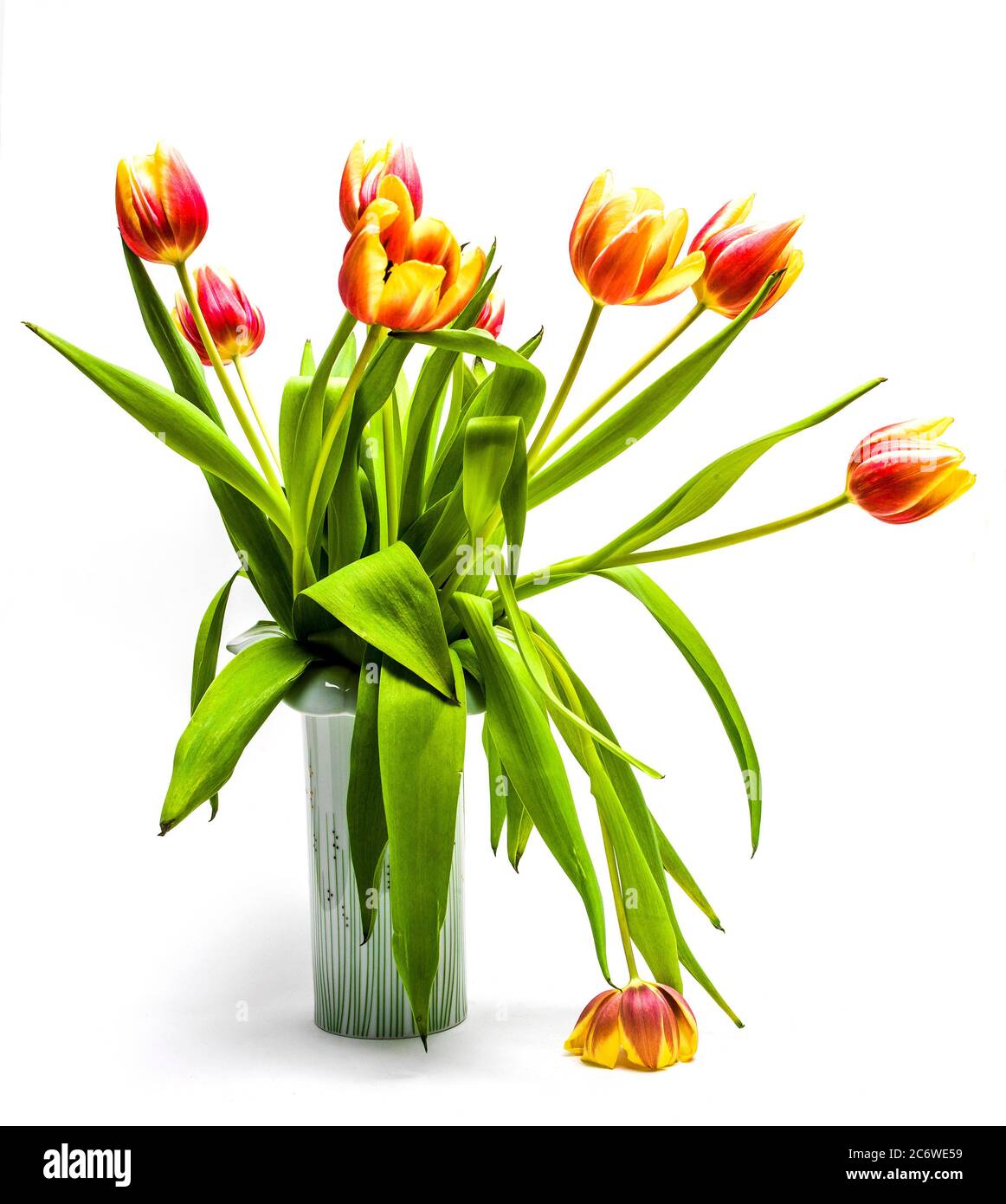 Bouquet de tulipes sur fond blanc Banque D'Images