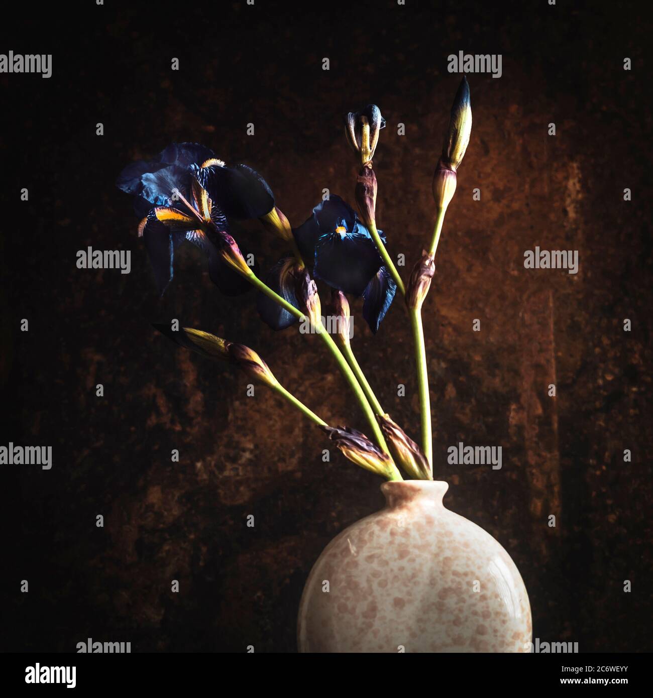 Des fleurs bleu foncé dans un vase simple sur un fond texturé créent une atmosphère de humeur changeante dans un cadre intérieur confortable Banque D'Images