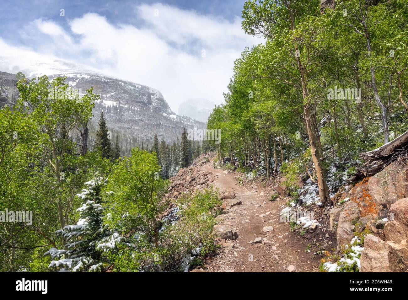 Faites des arbres printaniers avec une accumulation de neige le long d'un sentier de randonnée jusqu'au lac Mills et au Loch Vale dans le parc national des montagnes Rocheuses Banque D'Images