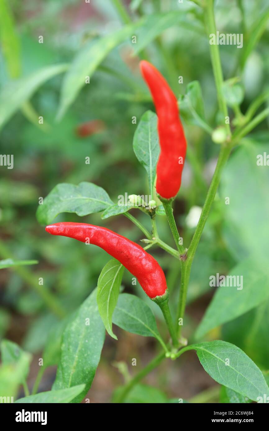 Paire de piment rouge mûr vif pour les yeux d'oiseaux ou de poivrons thaïlandais poussant sur l'arbuste Banque D'Images