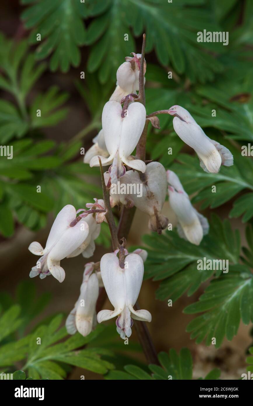 Maïs écureuil, fleurs (Dicentra canadensis), Spring, E forêt de feuillus, E USA, par Bruce montagne/Dembinsky photo Assoc Banque D'Images