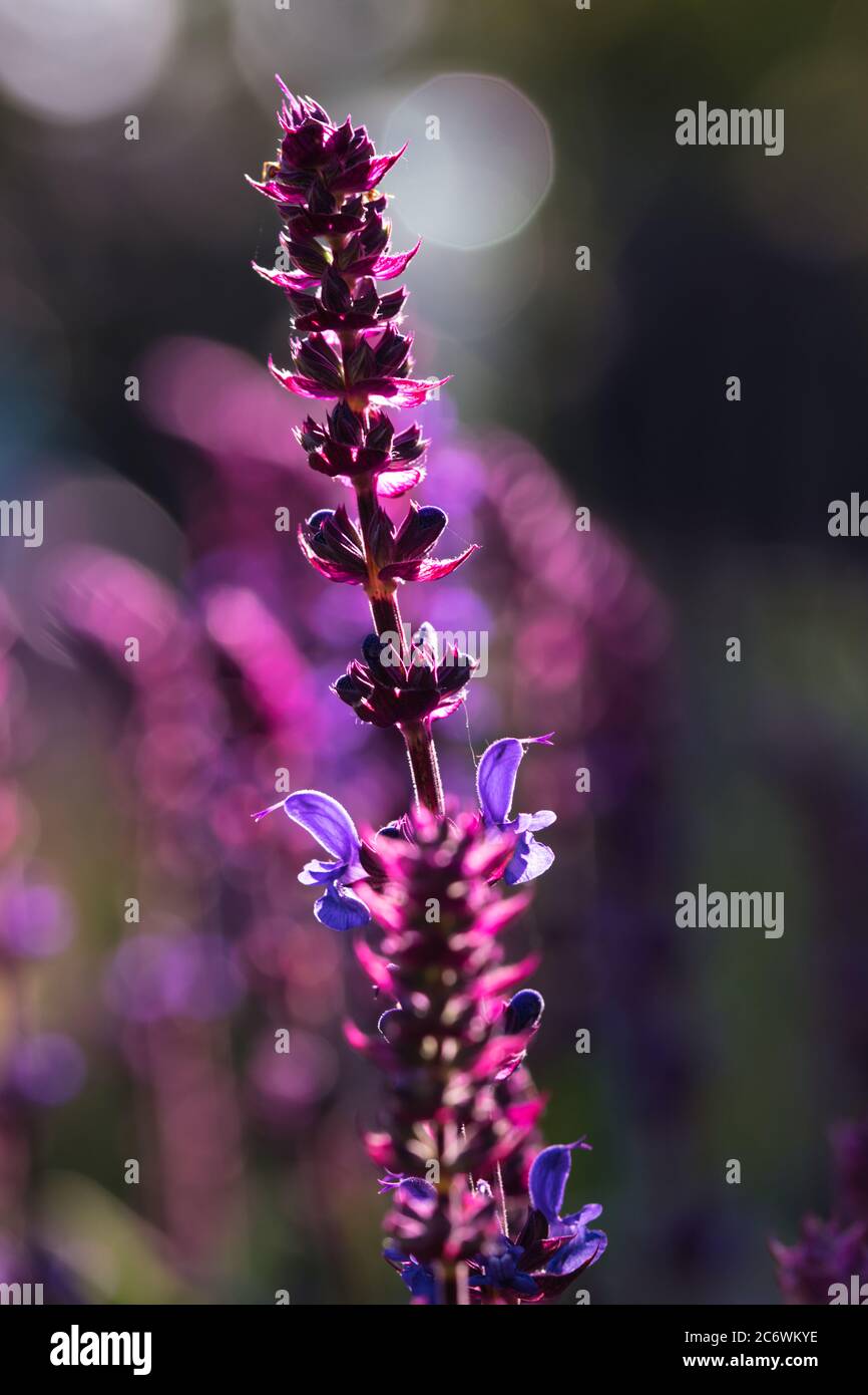 Fleurs de Salvia, sauge de bois pourpre et violet fleurant dans le jardin d'été, fond floral flou avec une mise au point sélective et lumière et ombres co Banque D'Images