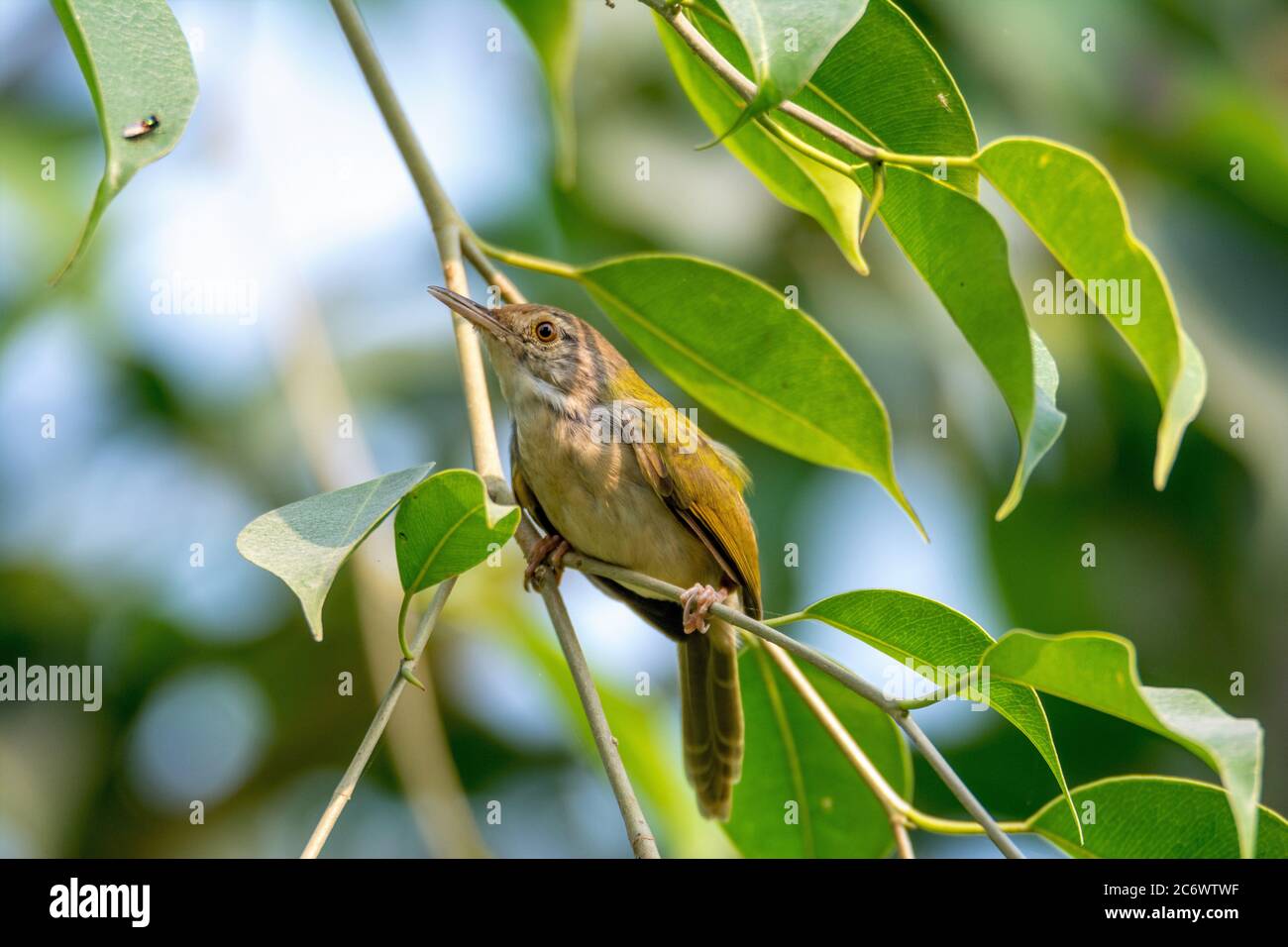 Petit oiseau de taille à proximité sur la mouche d'observation de branche d'arbre Banque D'Images