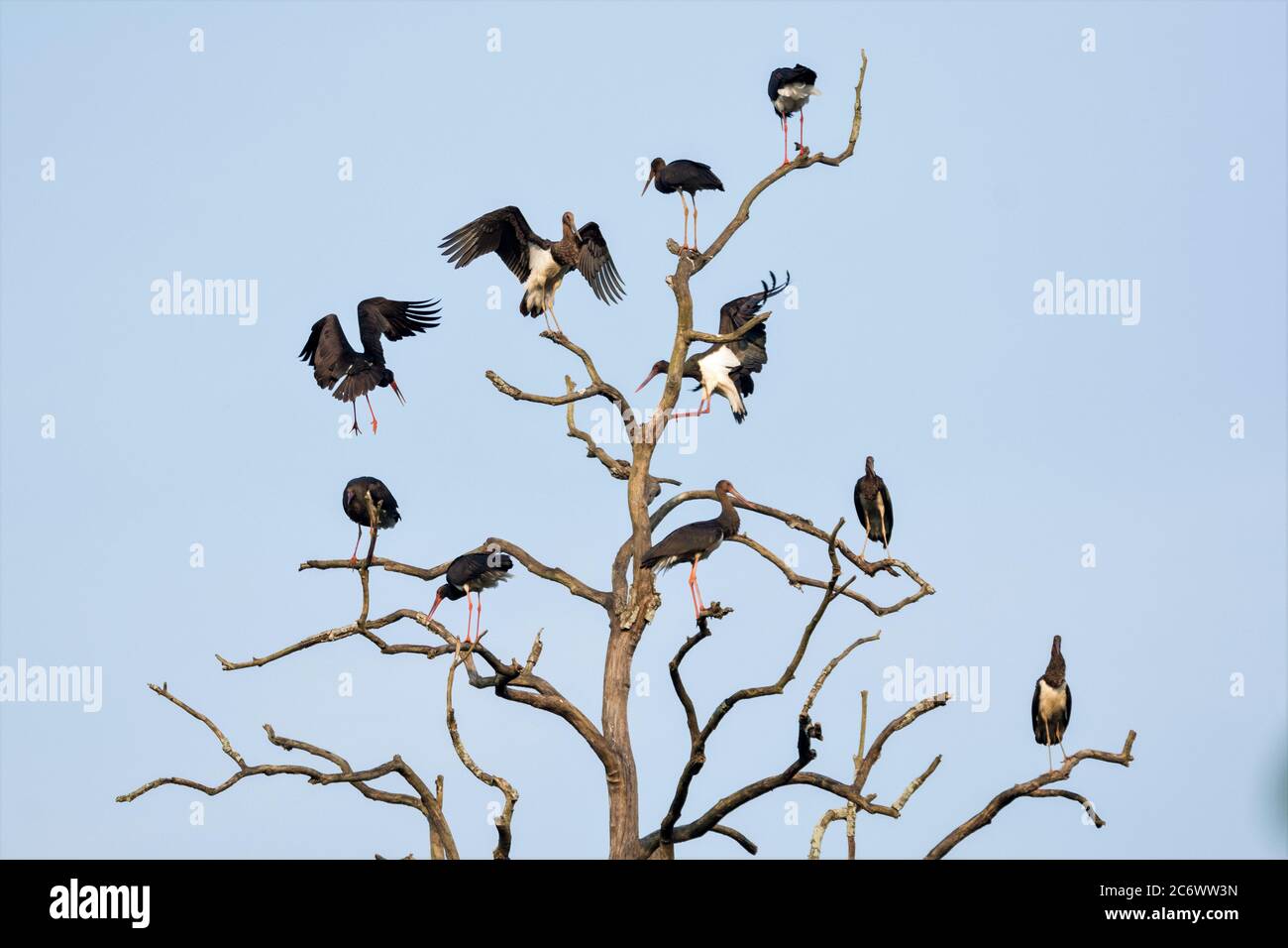 Un groupe de Black Storks assis sur une branche d'arbre mort Banque D'Images