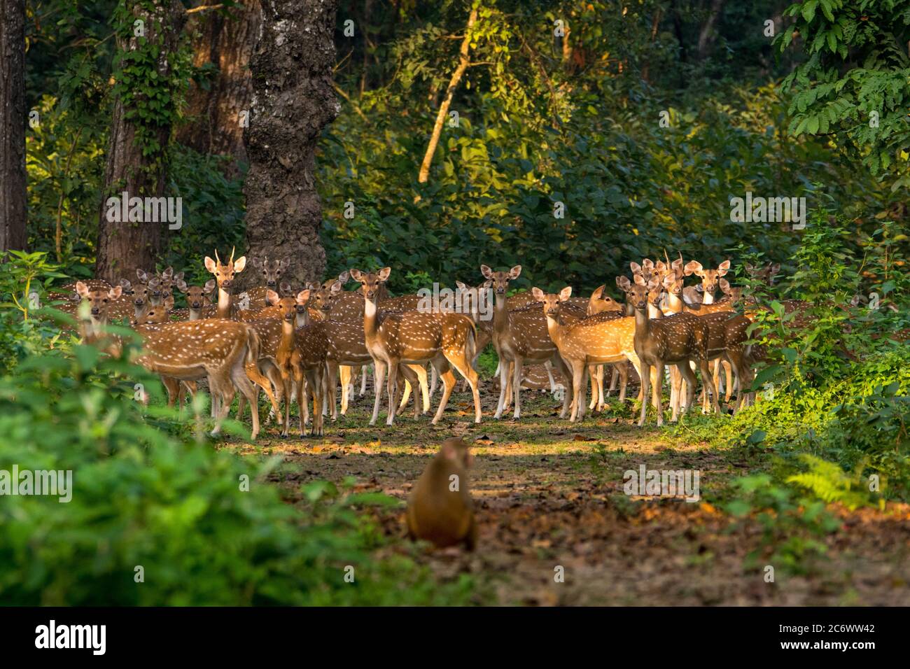 Grand nombre de Deers tacherés au parc national de Chitwan, au Népal Banque D'Images