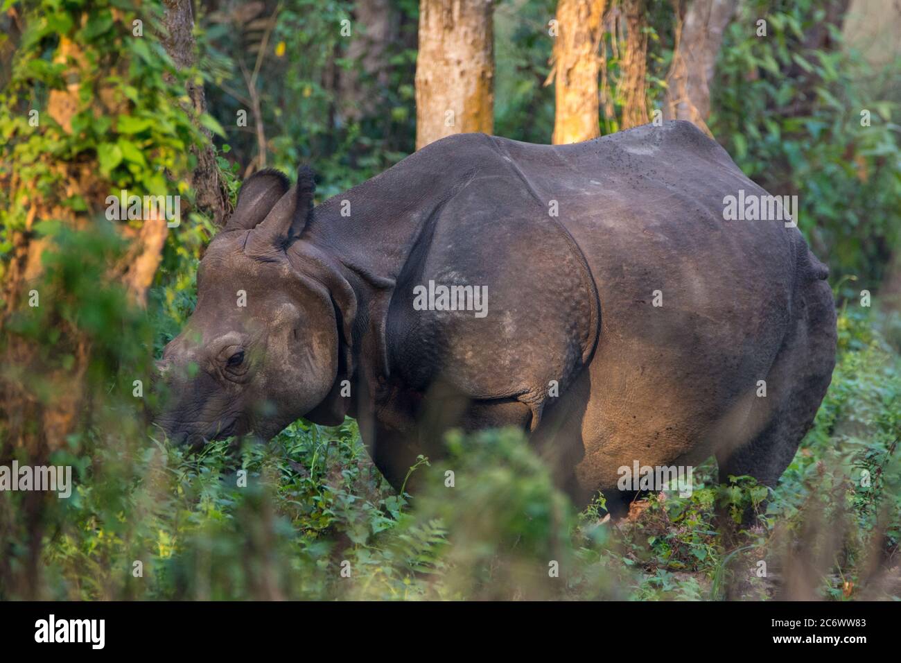 Rhino asiatique (Rhinoceros unicornis) ou Rhino indien, un rhinocéros indien en voie de disparition originaire de l'Inde, et le Népal qui broutage dans un champ. Banque D'Images