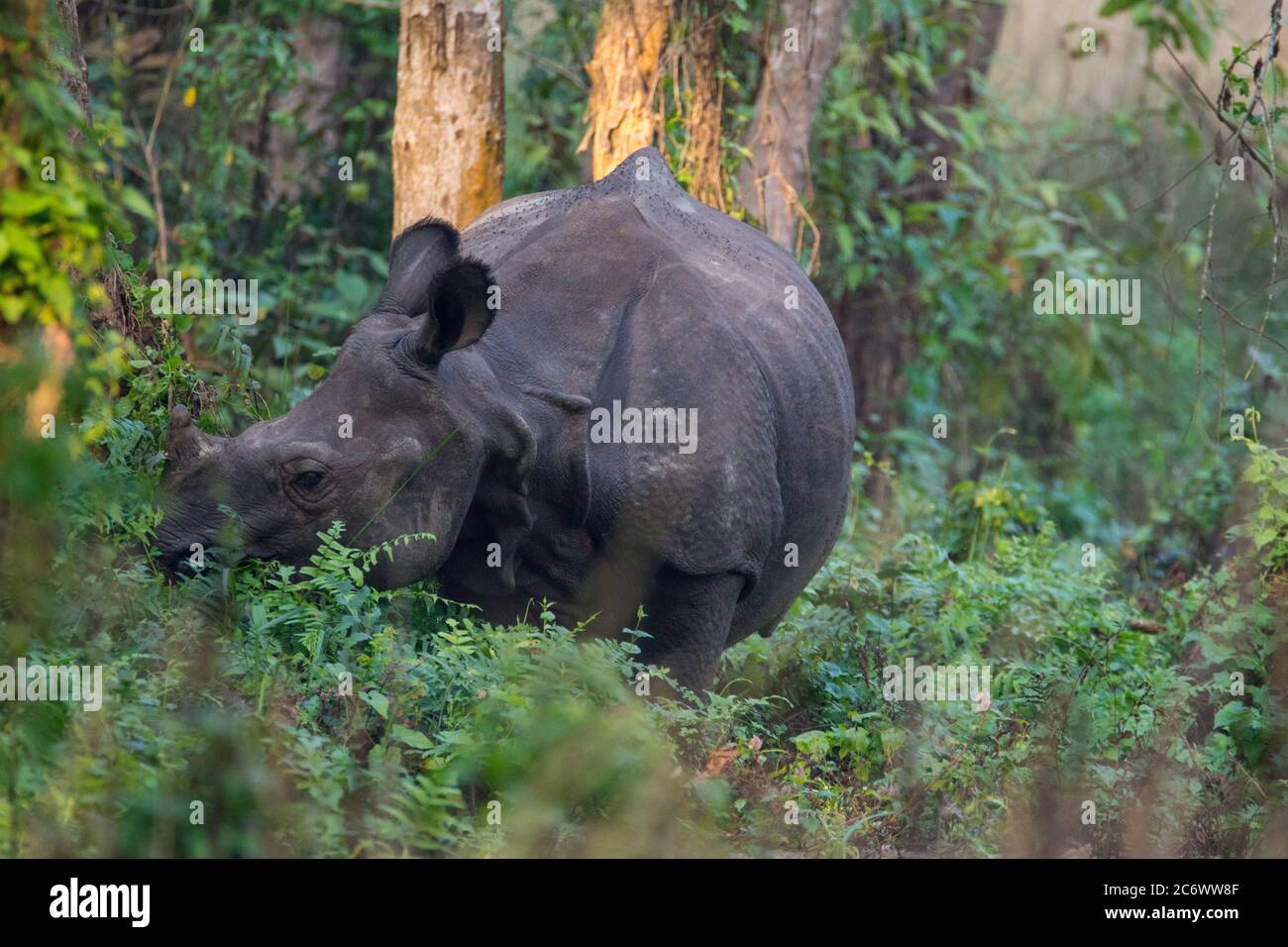 Rhino asiatique (Rhinoceros unicornis) ou Rhino indien, un rhinocéros indien en voie de disparition originaire de l'Inde, et le Népal qui broutage dans un champ. Banque D'Images