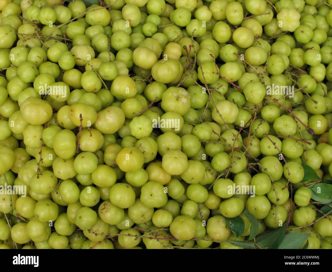 Fruits populaires localement connus sous le nom d'ur boroi au Bangladesh. Il a le goût aigre et il a beaucoup de vitamine C. 14 mars 2007. Banque D'Images