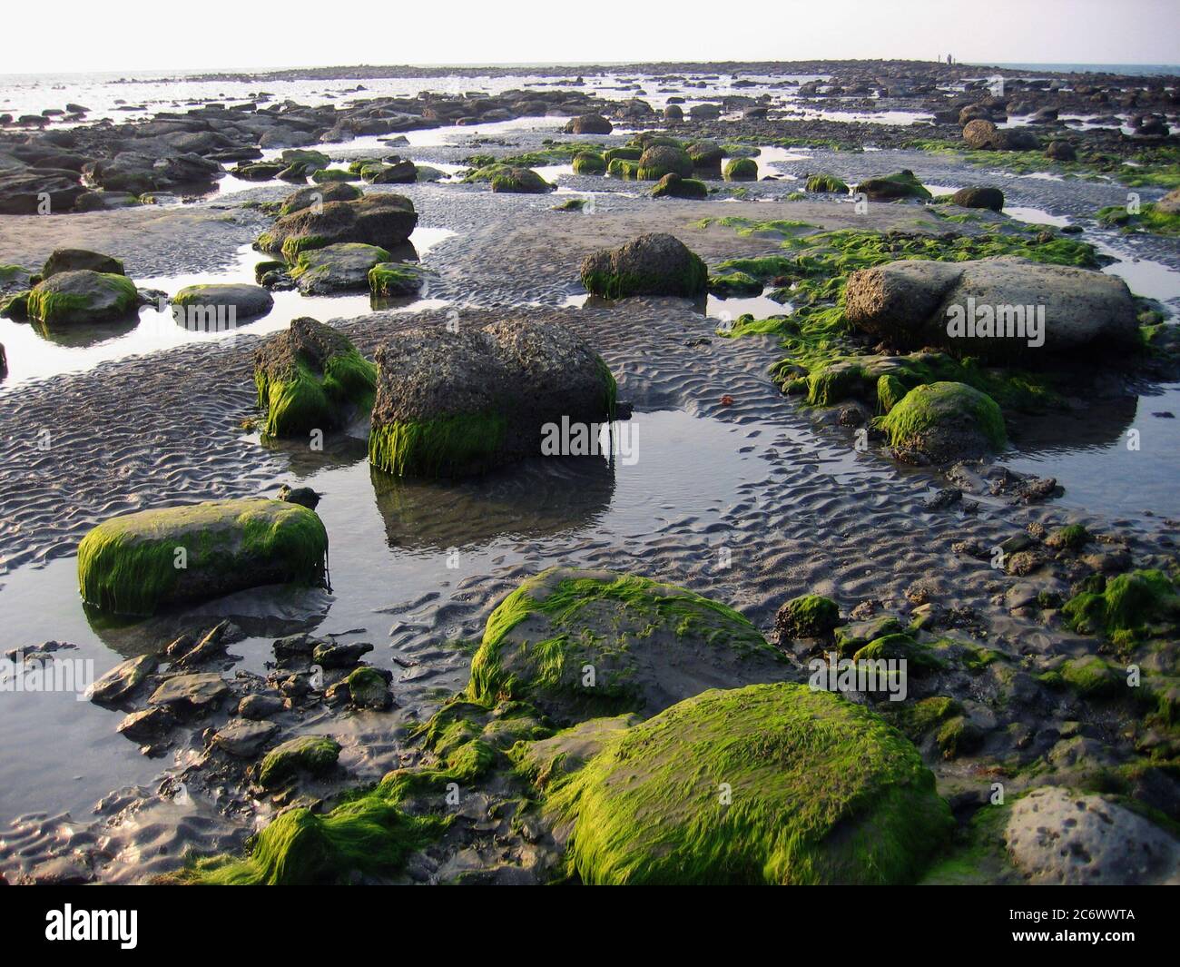 Rochers recouverts d'algues sur l'île Saint-Martin, au Bangladesh. 10 mars 2007. Banque D'Images