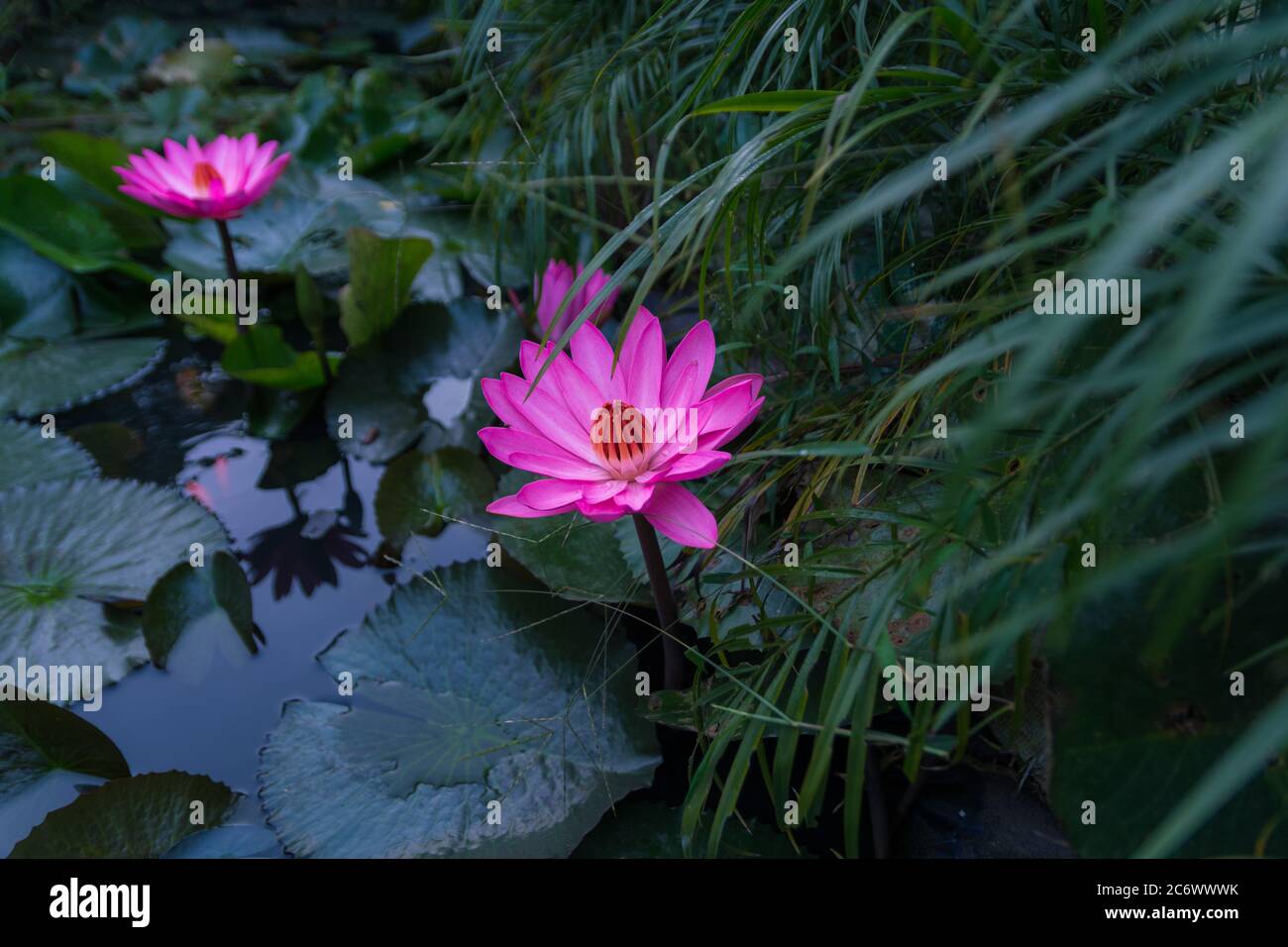 Fleur de Lotus rose dans le avec feuille verte dans l'étang Banque D'Images