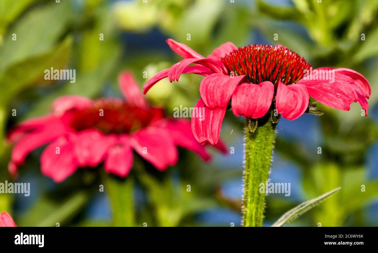 Echinacea purpurea Banque D'Images