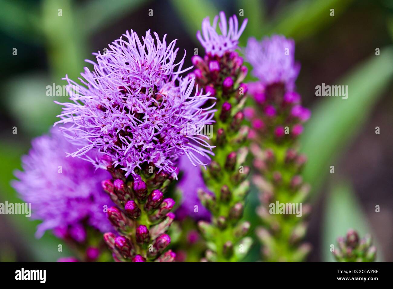 Liatris spicata 'Kobold' plumes gay Banque D'Images