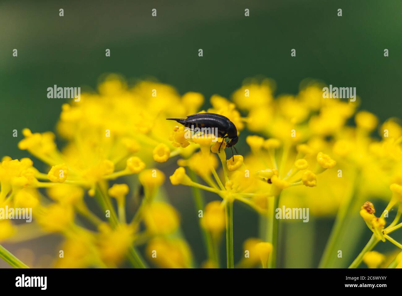 Très petit insecte sur un gros coup de fleur Banque D'Images