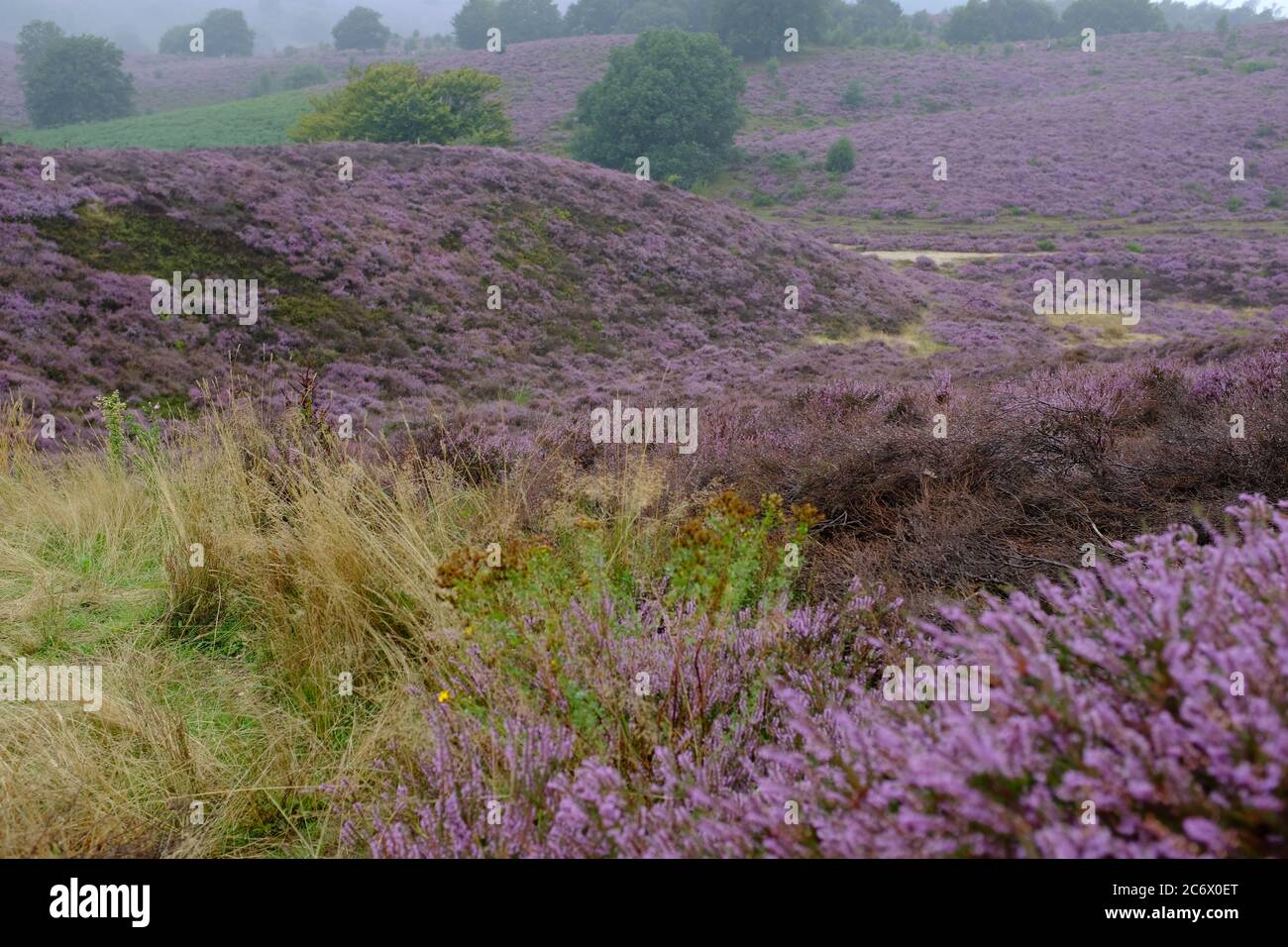 Floraison de bruyère en août dans un parc naturel appelé Posbank aux pays-Bas Banque D'Images