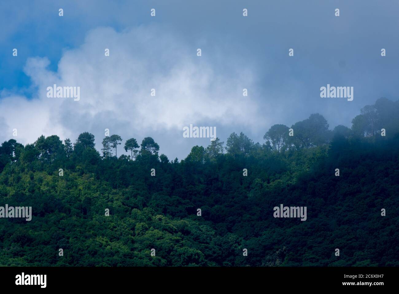 Nuage de forêt au sommet d'une colline froide et brumeux Banque D'Images