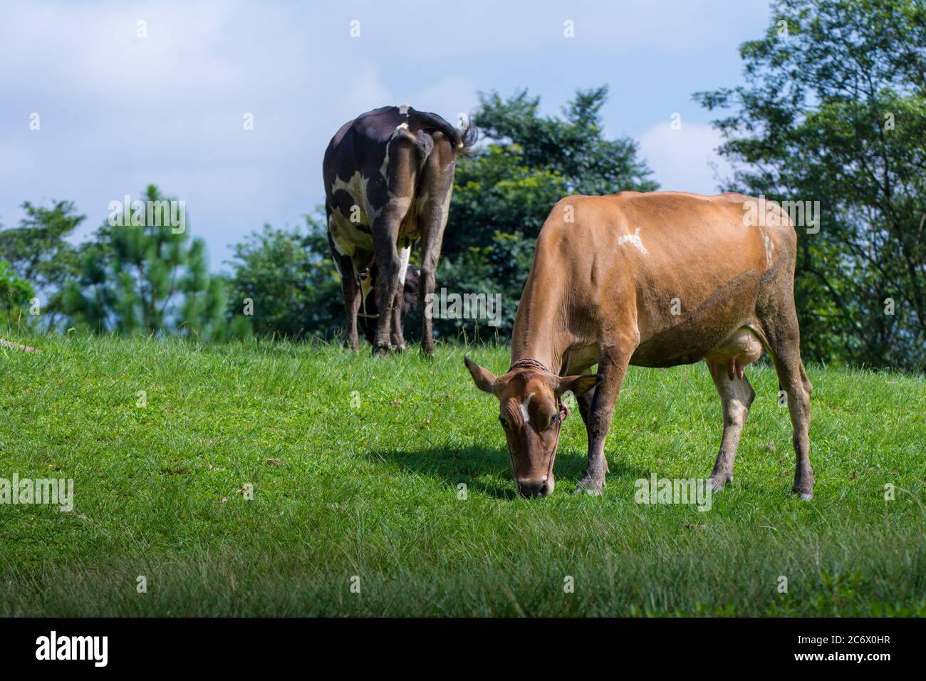 Deux vaches en pâturage sur un champ vert Banque D'Images