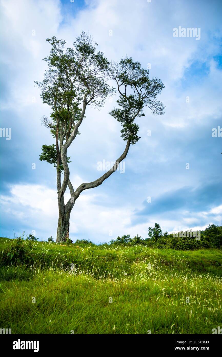 Un seul arbre sur un champ vert et un nuage sur le ciel Banque D'Images