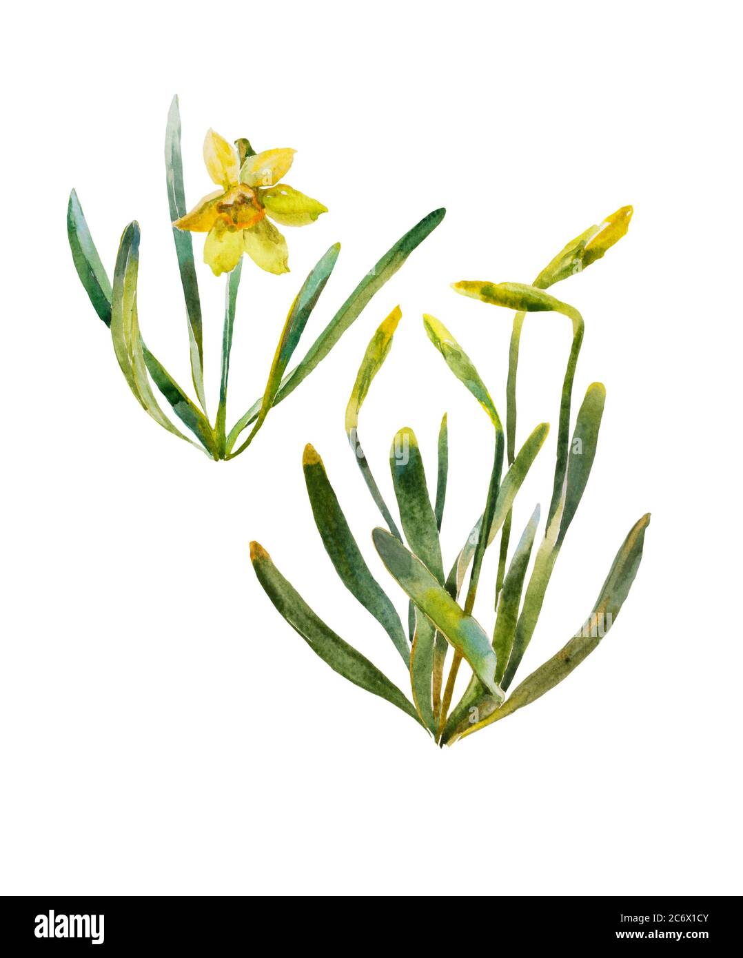 Narcissis jaune avec bourgeons et feuilles aquarelle illustration isolée sur fond blanc Banque D'Images