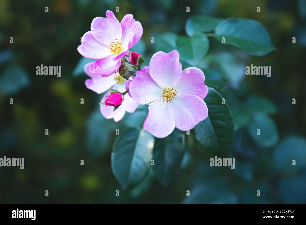 La rose sauvage de Bush fleurit au printemps. Fleurs de rosehip brillantes dans une délicate couleur rose de tons pastel. Fleurs de rosehip en gros plan, foc doux Banque D'Images