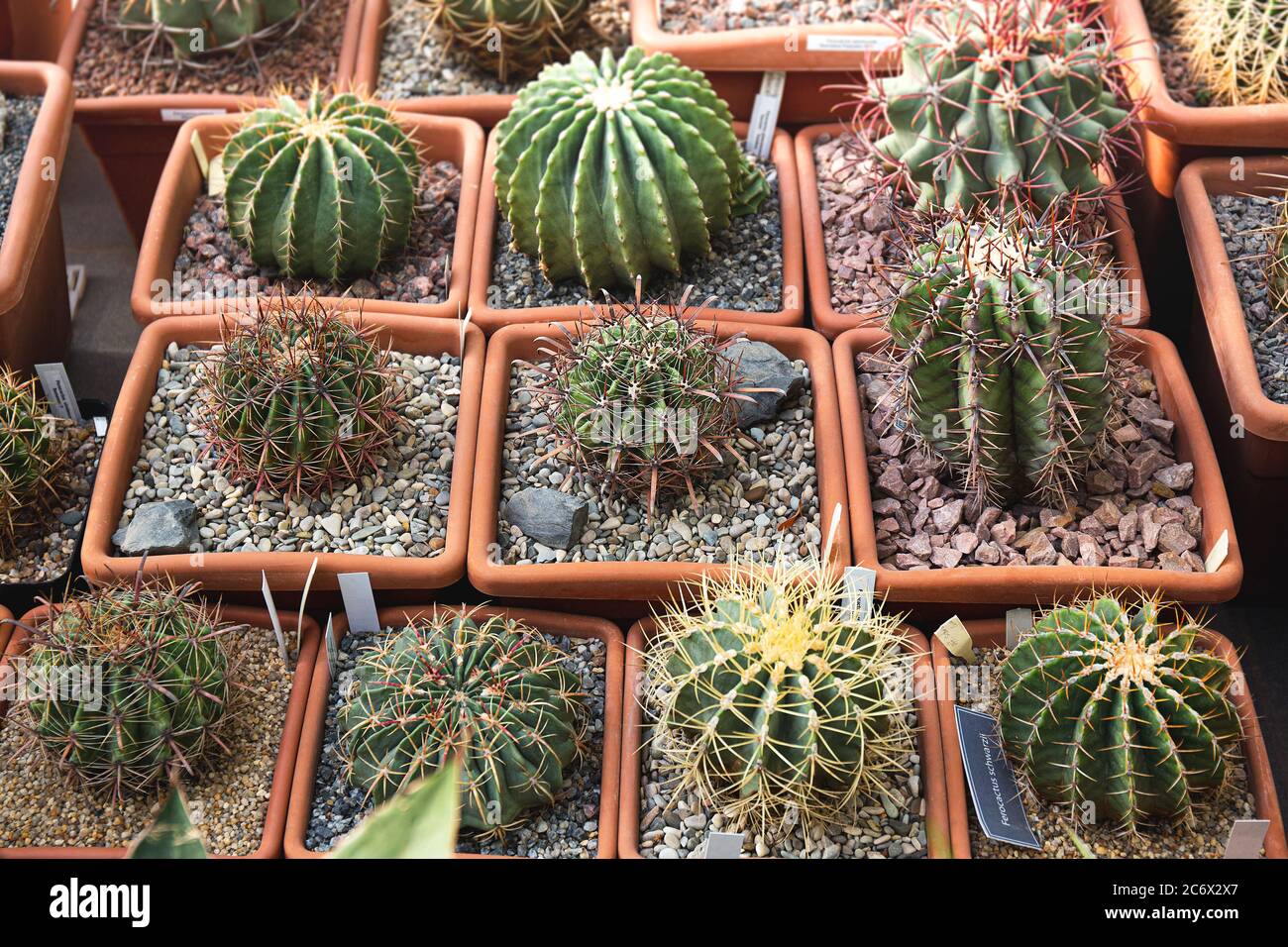 Cactus, plante de dessert en plusieurs types et forme avec elle aiguille comme feuille. Variété de cactus en pot et jardin. Plante succulente, faire pousser la zone sèche Banque D'Images