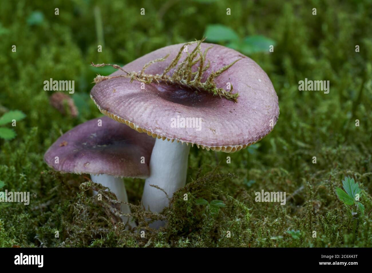 Champignons comestibles Russula puellaris dans la forêt d'épinette. Connu sous le nom de britannique en jaunissement. Champignons sauvages avec calotte pourpre poussant dans la mousse. Banque D'Images