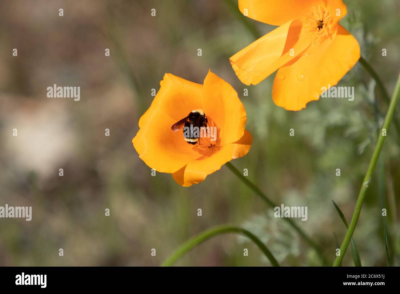 Bumble Bee en fleur de copie Banque D'Images